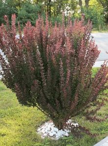 barberry