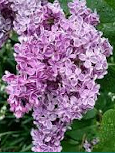 lilac
