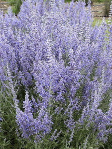 russian sage