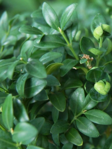 boxwood